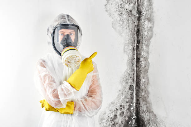 Best Commercial Mold Inspection in Third Lake, IL